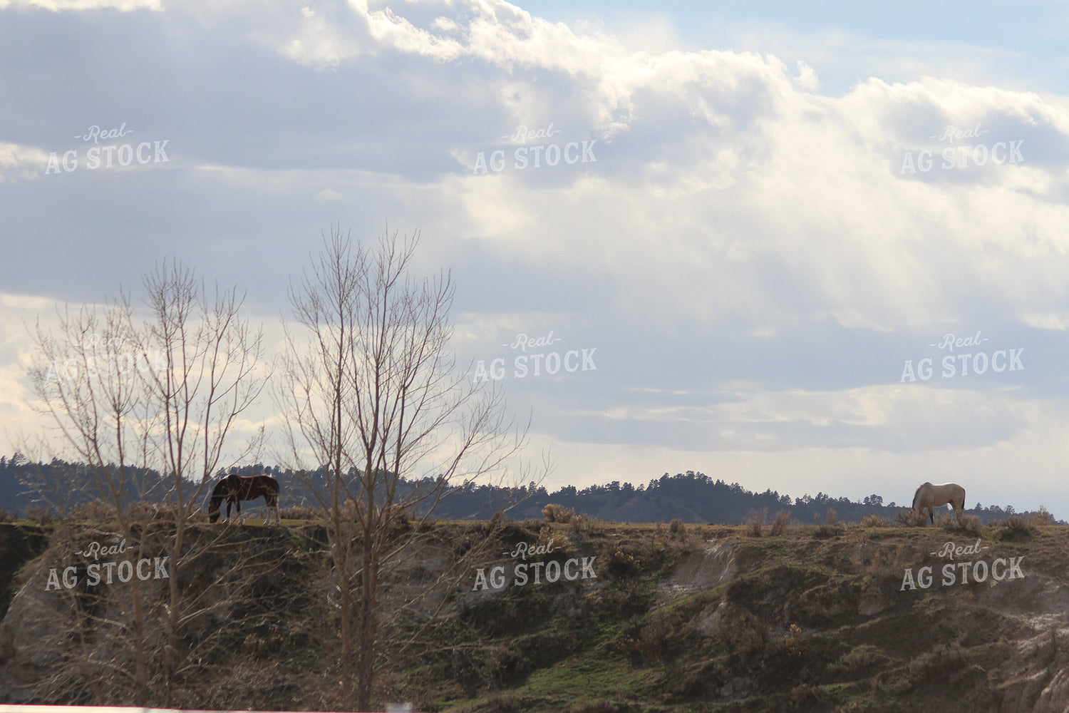 Horses in Distance 63036