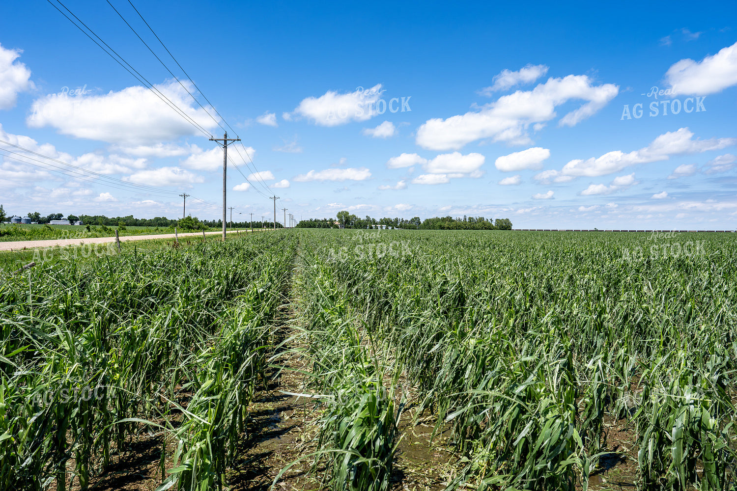 Hai Damaged Corn Field 65905