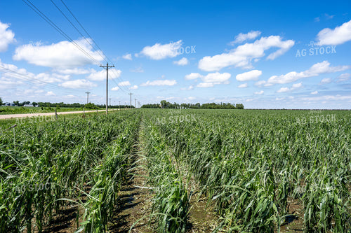 Hai Damaged Corn Field 65905