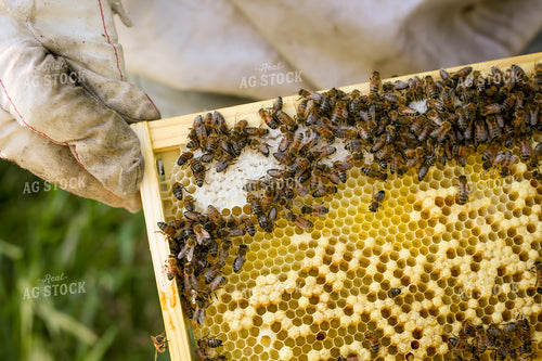 Harvesting Honey 161009
