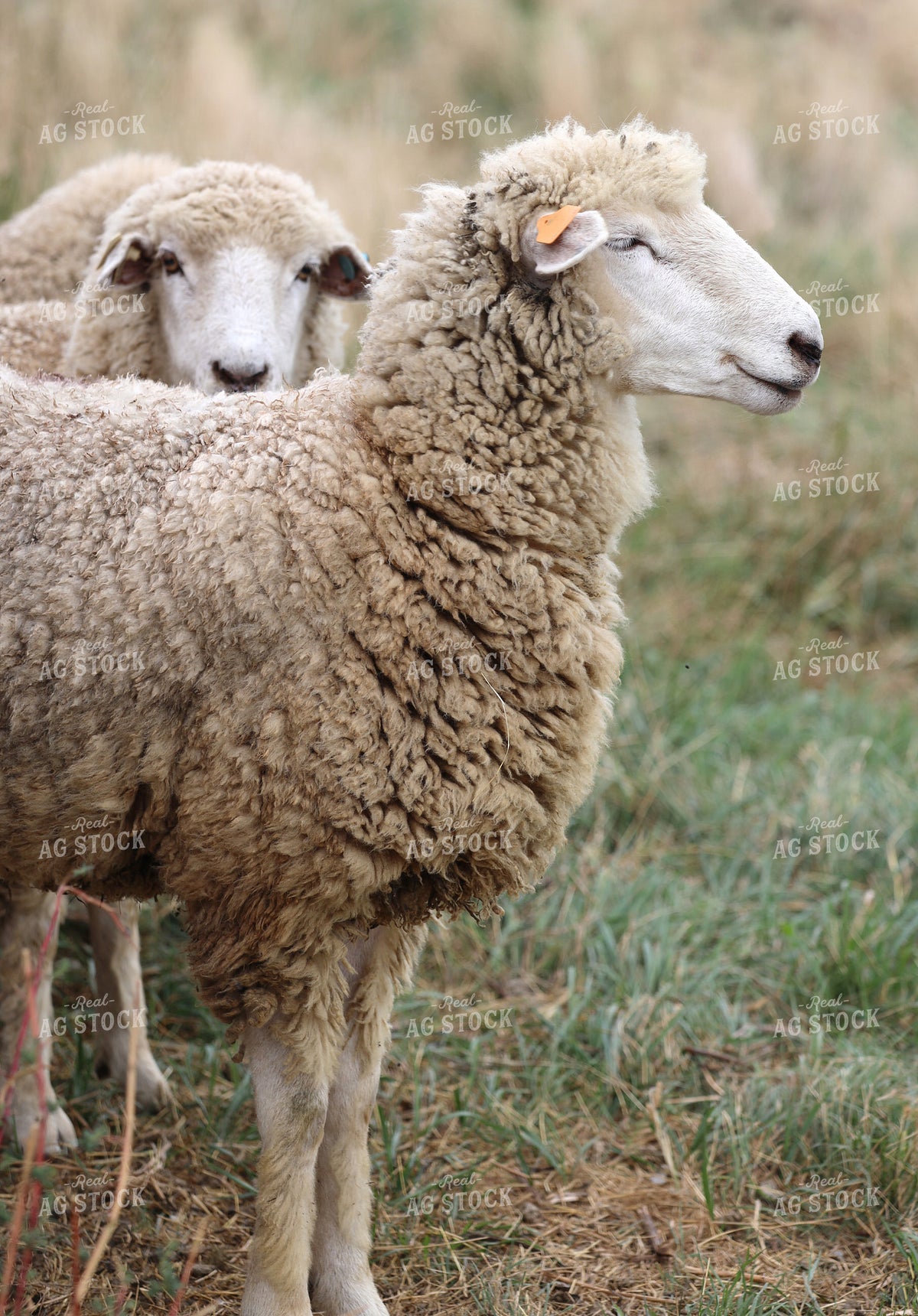 Sheep 141771