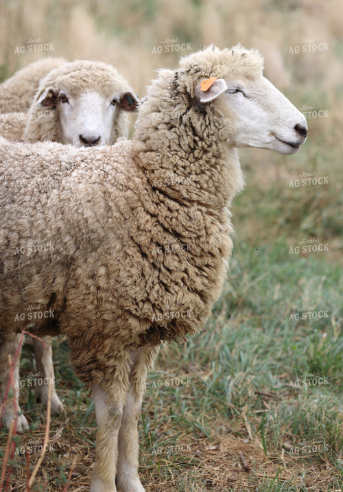 Sheep 141771