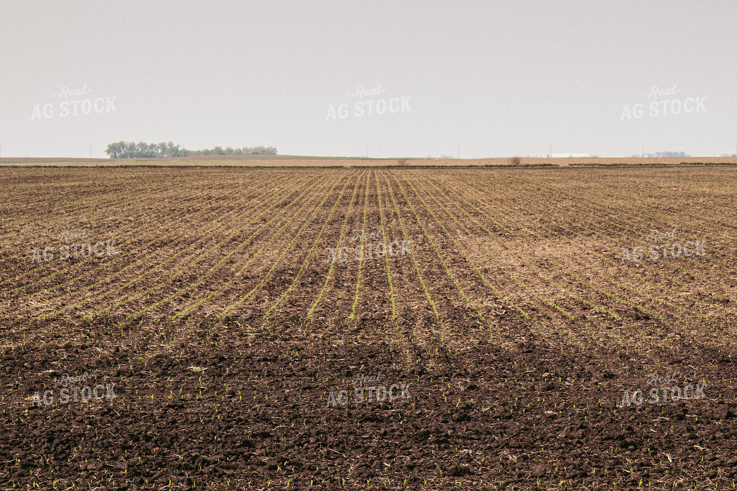Corn Emerging from Soil 67294