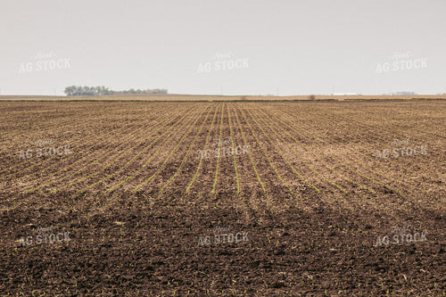 Corn Emerging from Soil 67294