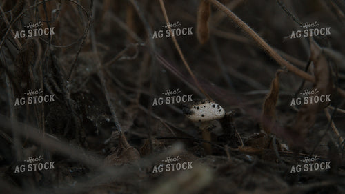Checking Soybeans 26071