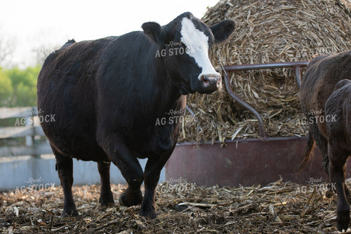 Cow in Farmyard 50218