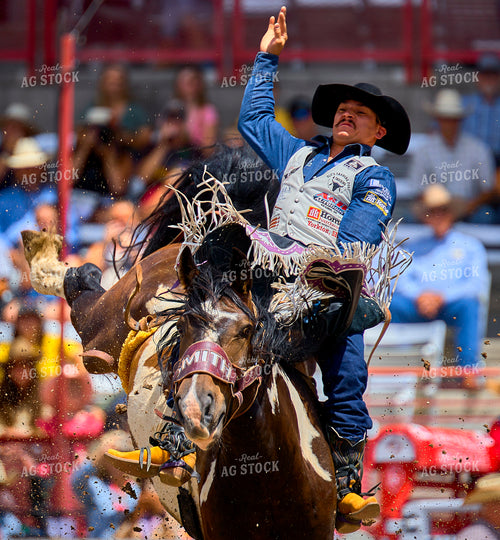 Saddle Bronc Riding 177012