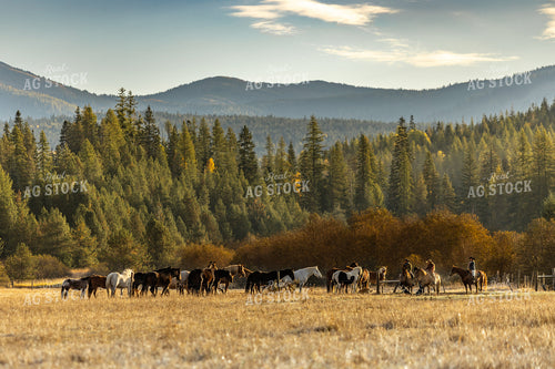 Cowboys Herding Horses 188152