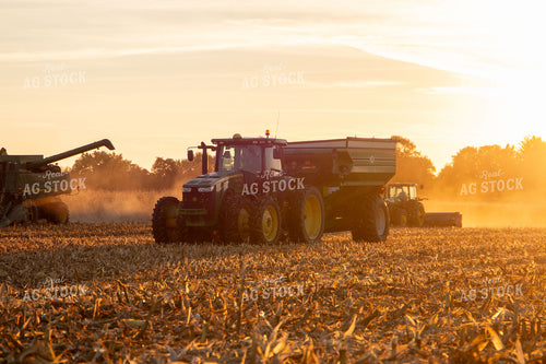 Corn Harvest 157106