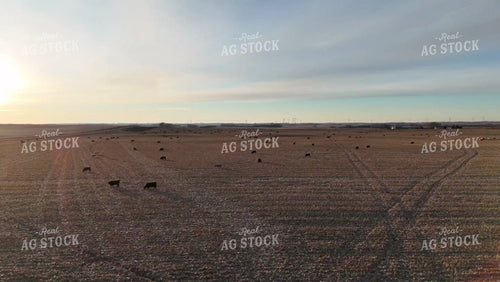Cattle Grazing in Harvested Field 77310