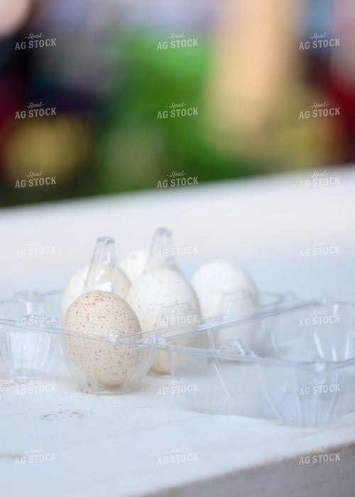 Showing Eggs 160138