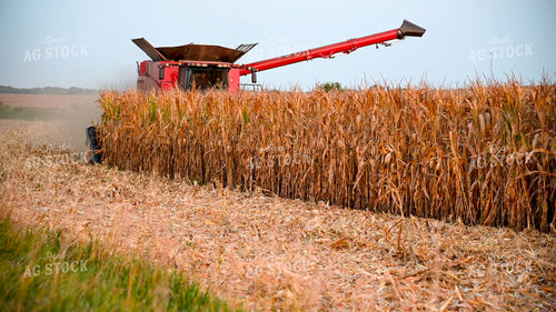Harvesting Corn on Hilly Ground 25499