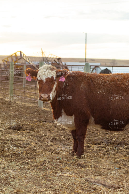 Pregnant Cow 155356