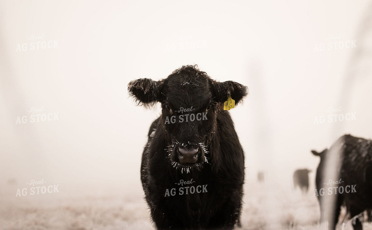 Black Angus Calf with Ear Tag in Winter Fog 404008
