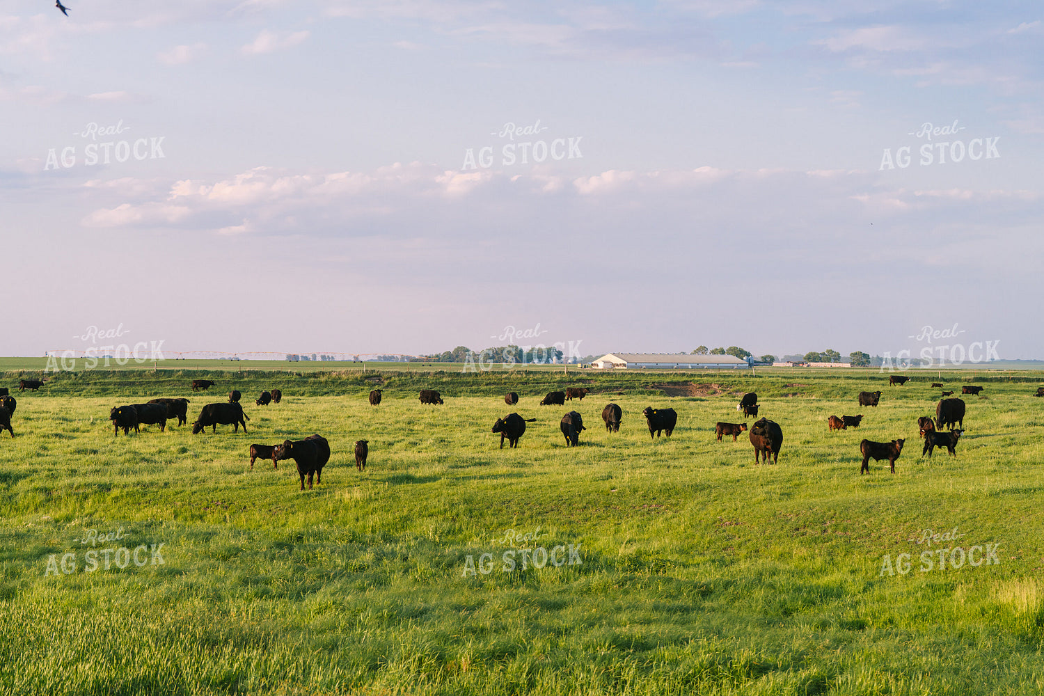 Black Angus Cattle on Pasture 68251