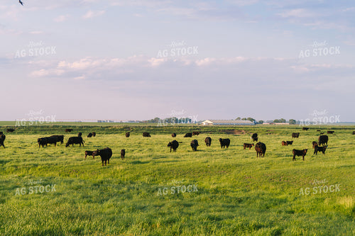 Black Angus Cattle on Pasture 68251