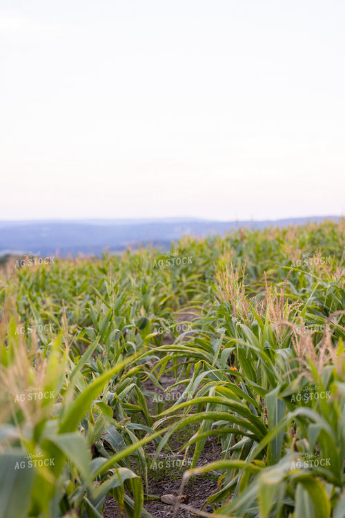Corn Field in Drought 233042