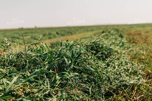 Raked Clover Hay 61060