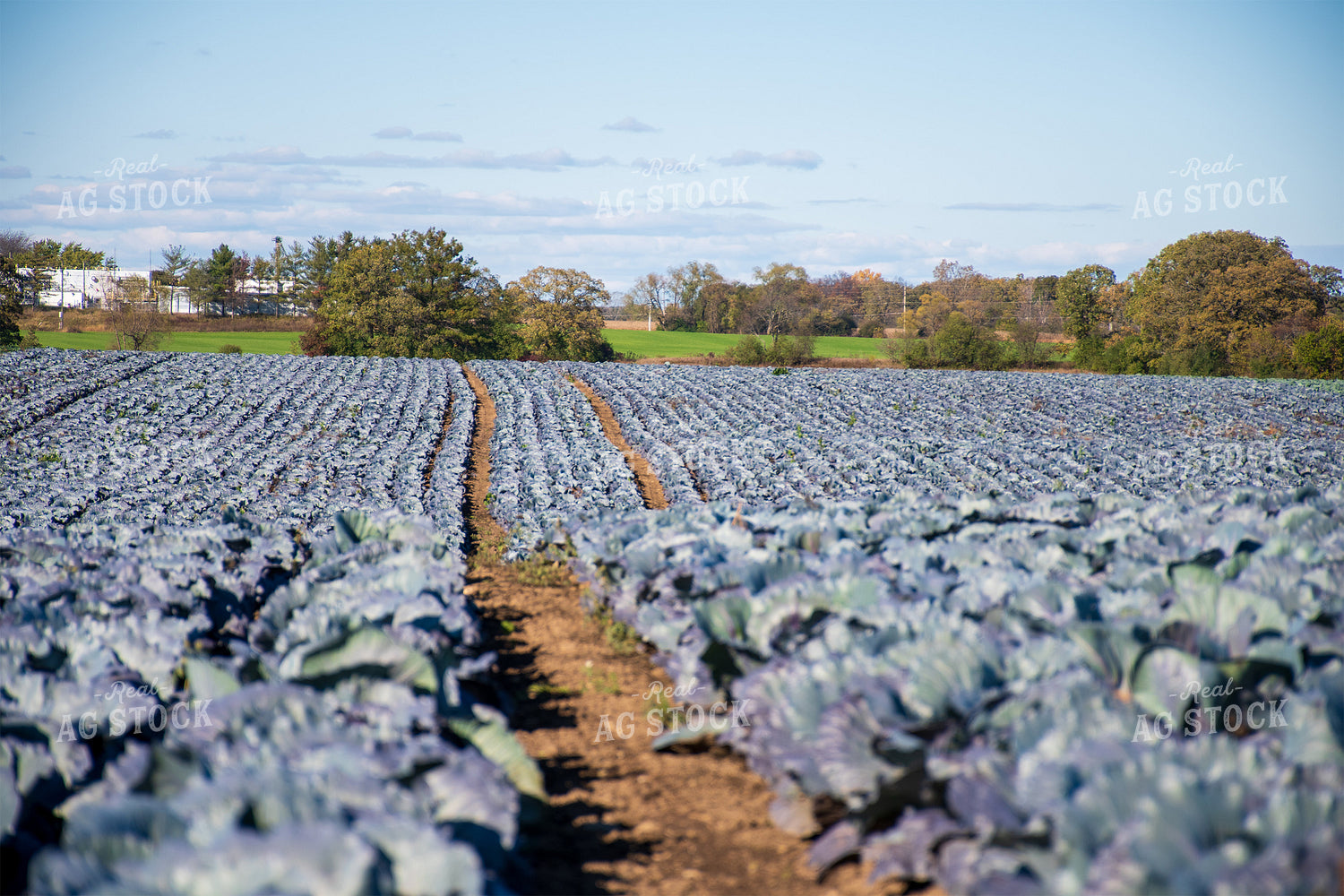 Cabbage Field 50174