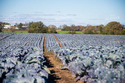 Cabbage Field 50174