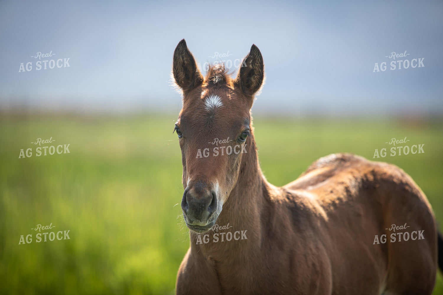 Foal 78216