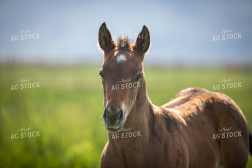Foal 78216