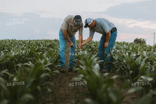 Farmers Scouting Corn Field 7817