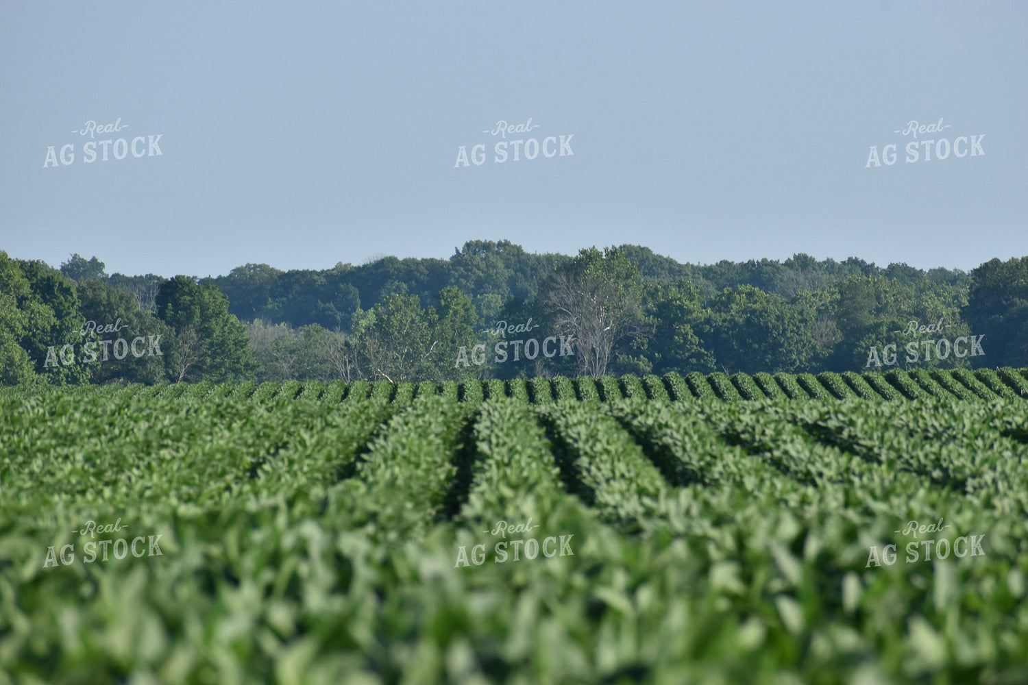 Soybean Field 84114