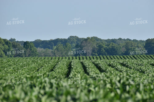 Soybean Field 84114