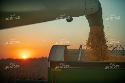 Combine Unloading Corn into Grain Cart 76341