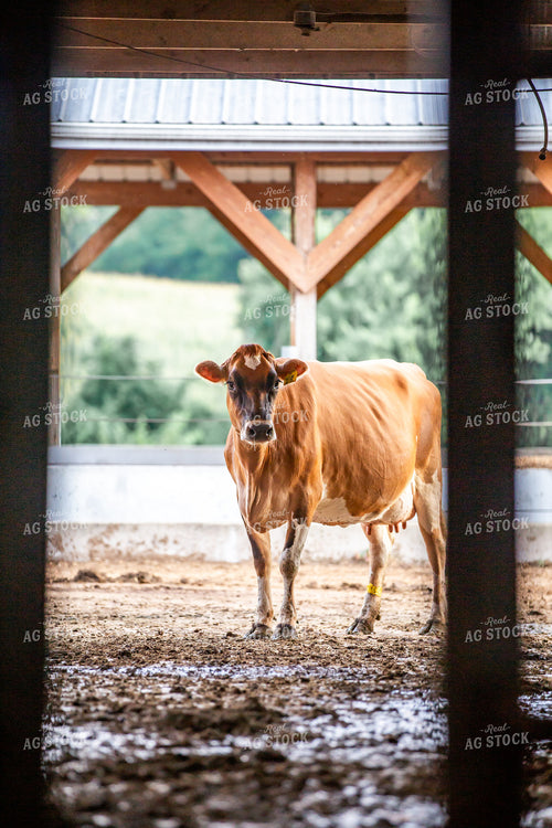 Guernsey Dairy Cows 270588