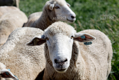Sheep 141600