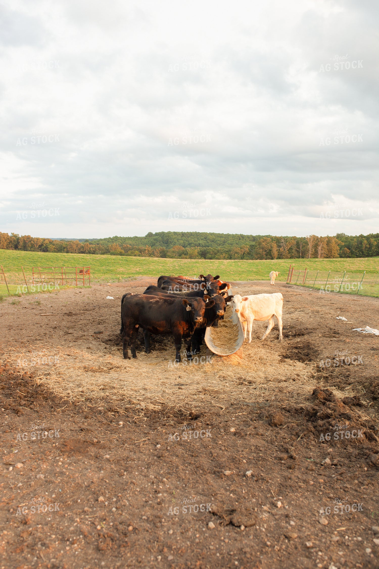 Cattle Eating 179005