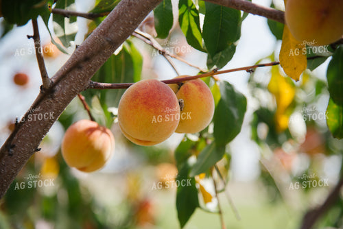 Peaches 137097