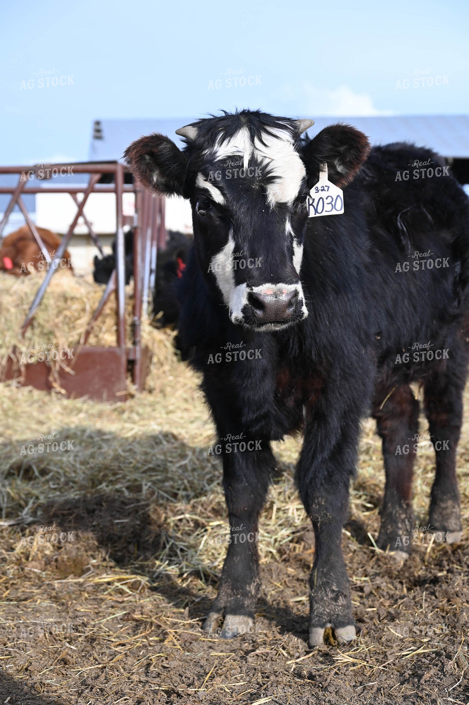 Angus Cross 253027