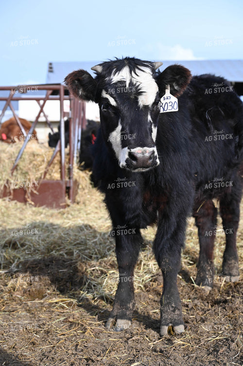 Angus Cross 253027
