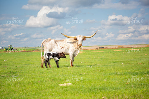 Longhorn Cow Calf Pair 155523
