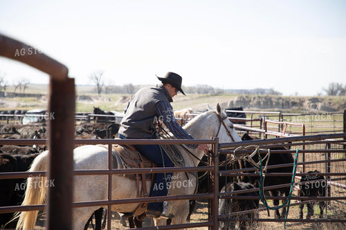 Working Cattle 117293