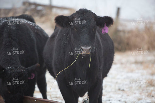 Cattle 1643