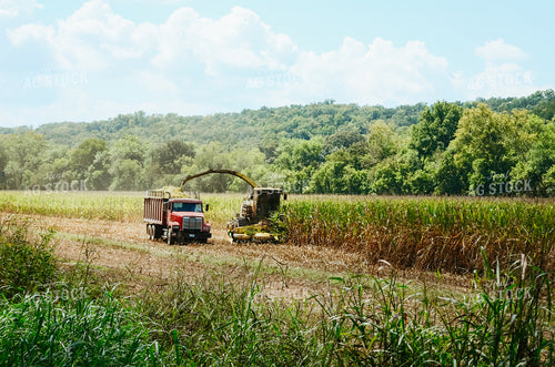 Silage Harvest 125068