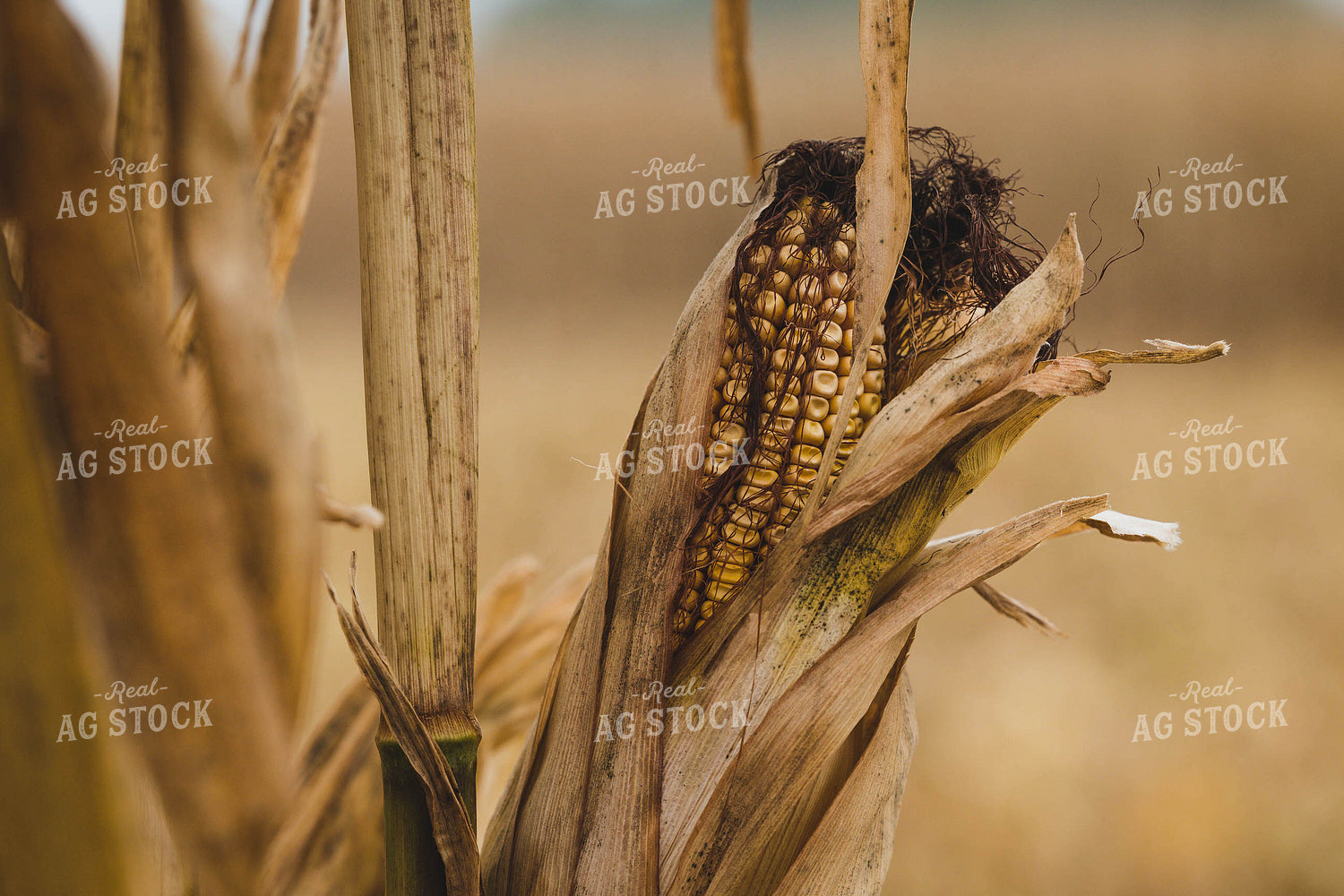 Dried Ear of Corn 219040