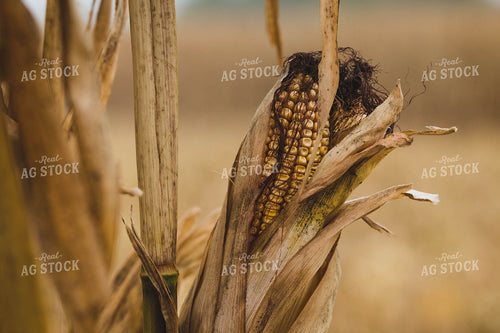 Dried Ear of Corn 219040