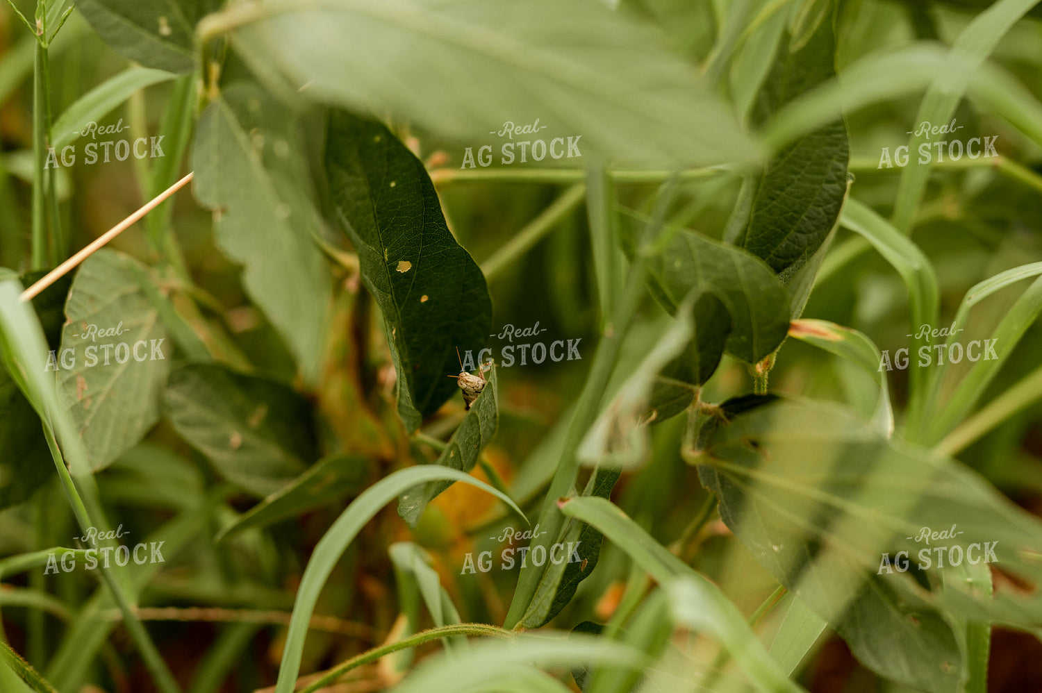 Grasshopper on Soybean Leaf 125168