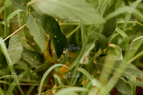Grasshopper on Soybean Leaf 125168