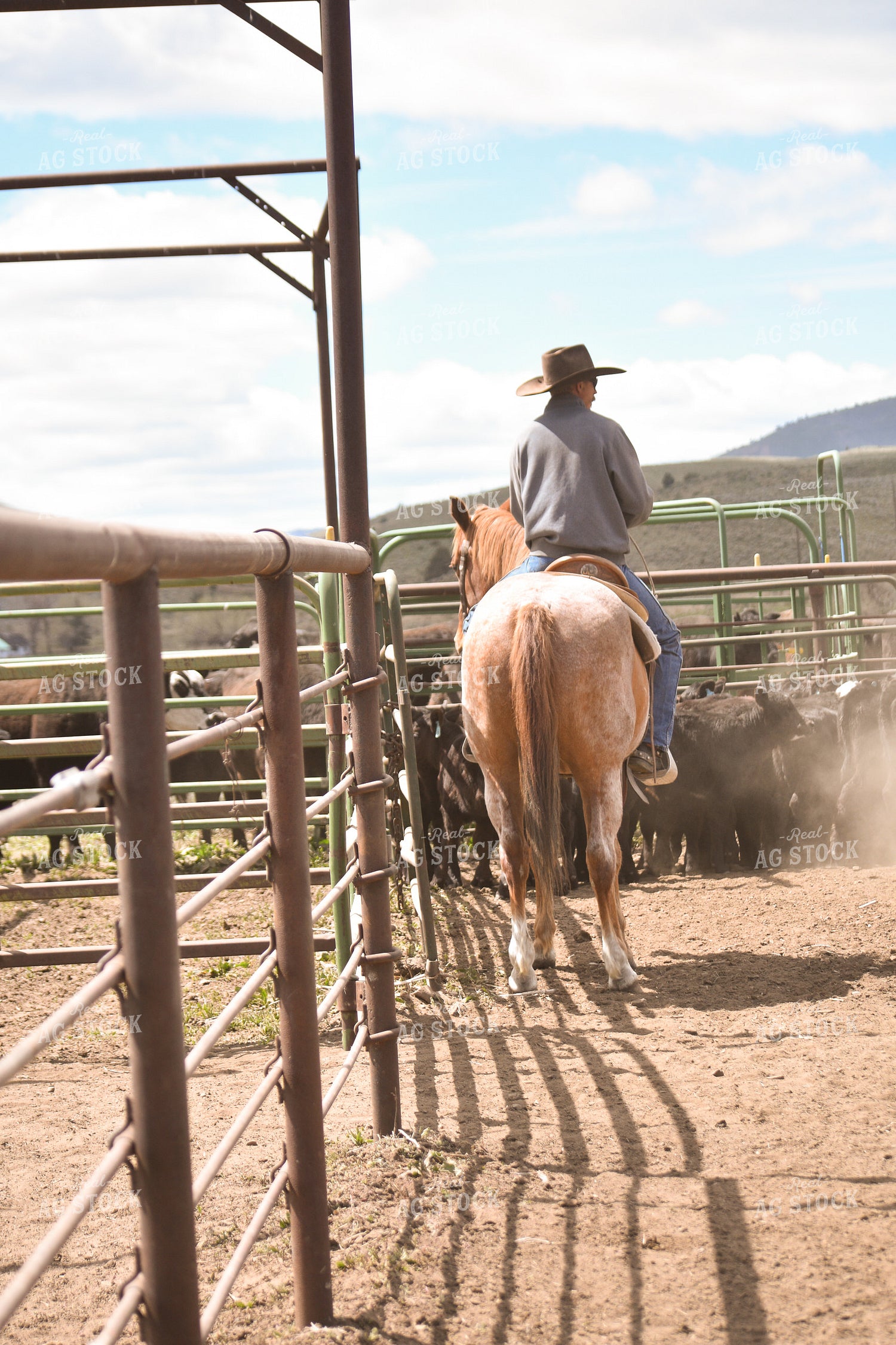 Rancher Sorting Cattle in Pens 263014