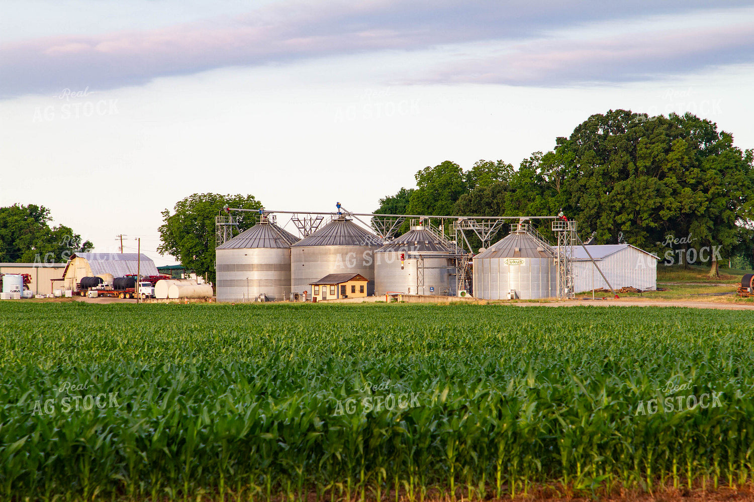 Corn Field and Grain Bins 79016