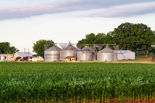 Corn Field and Grain Bins 79016