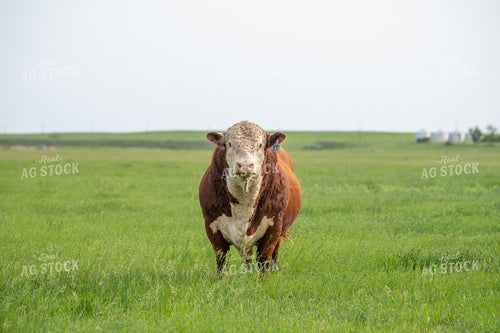 Hereford Bull on Pasture 212106
