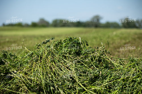 Cut Alfalfa Hay 272040