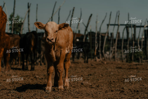 Calf 58239